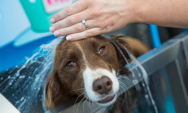 K9000 Dog Wash (how to use)